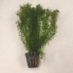 Pot Egeria