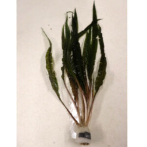 Cryptocoryne Balansae Bunch 