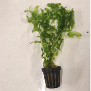 Aponogeton Undulatus Pot