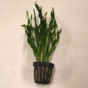 Twisted Vallis Pot