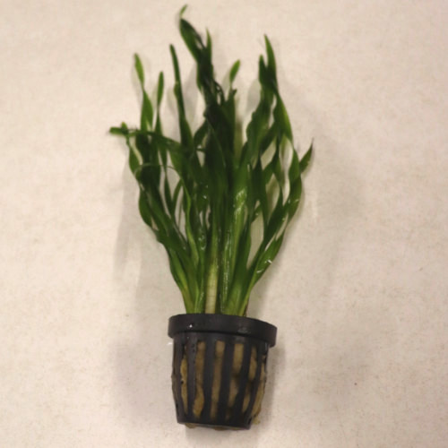 Twisted Vallis Pot
