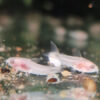 Albino Pygmy Cory ***NEW***