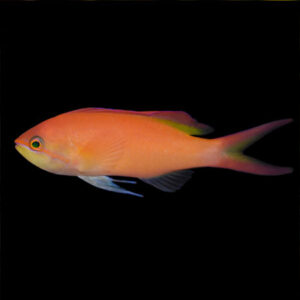 Red Fin Anthias (Female)  