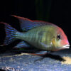 Geophagus Red Head Tapajos 3/4cm