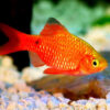 Neon Rosy Barb Pair ***NEW***