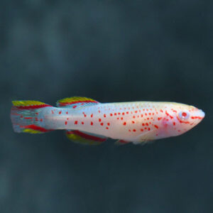 Albino Gardneri Killifish ***NEW***