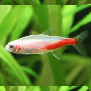 Albino Neon Tetra ***NEW***