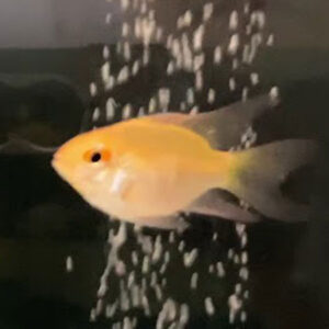 Gold Balloon Rams ***NEW***