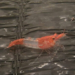 Red Sushi Shrimp ***NEW*** 