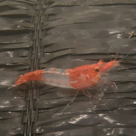 Red Sushi Shrimp ***NEW***