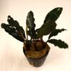 Bucephalandra Super Blue