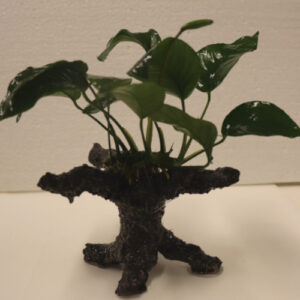 Anubias Bartheri Bonsai on Faux Driftwood **NEW**