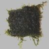 Moss Weeping on 5cm plate