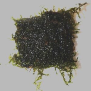 Moss Weeping on 5cm plate
