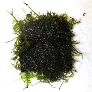 Moss Christmas on 5cm plate