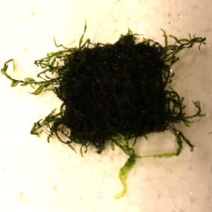 Moss Flame on 5cm plate