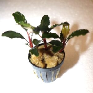 Bucephalandra Dark Blue