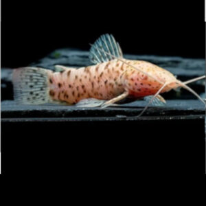 Albino Hoplo Catfish ***NEW*** 