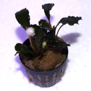 Bucephalandra Dark Brown Jade