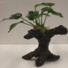 Anubias Nana Bonsai on Faux Driftwood **NEW** 