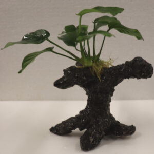 Anubias Nana Bonsai on Faux Driftwood **NEW** 