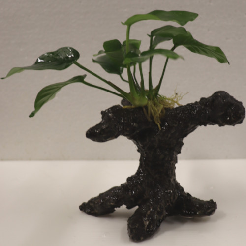 Anubias Nana Bonsai on Faux Driftwood **NEW**
