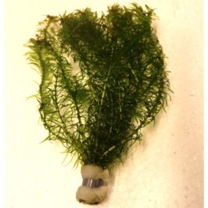 Egeria Najas (Bunch)