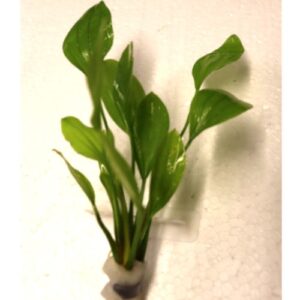 Echinodorus Grandiforus (Bunch)
