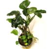 Anubias Golden Coin (Pot)