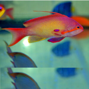 Pacific Lyretail Anthias (male)
