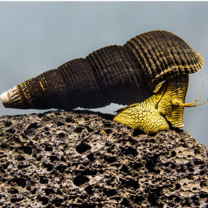 Mini golden Rabbit Snail ***NEW***