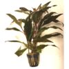 Hygrophila Salicifolia (Pot)