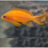 Pacific Lyretail Anthias (Female)