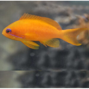 Pacific Lyretail Anthias (Female)