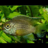  Golden Dwarf Appistogramma PAIRS **SALE**