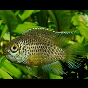  Golden Dwarf Appistogramma PAIRS **SALE**