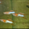 Endler Japan Sword Blue/Red