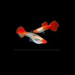 Koi Kohaku *High Grade Pair* M/L