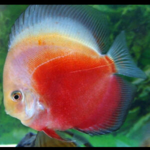 Red Valentine Discus 7cm ***HIGH GRADE***
