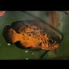 Red Chilli Black Oscar 7-8cm 
