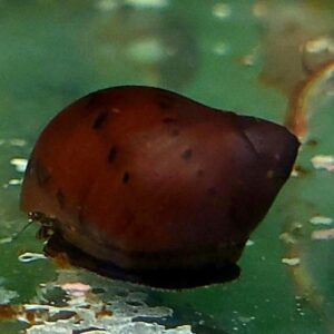 Spotted Nerite Snail