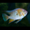Threadfin Acara 5-6cm