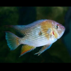 Threadfin Acara 5-6cm