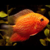 Red spot Severum 5cm