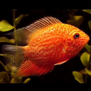 Red spot Severum 5cm
