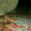 Rope Fish  ***NEW*** 