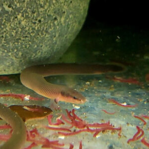 Rope Fish  ***NEW*** 