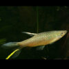 Splash Tetra