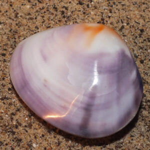 Violet Freshwater Clam ***NEW***