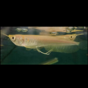 Albino Arowana 8cm
